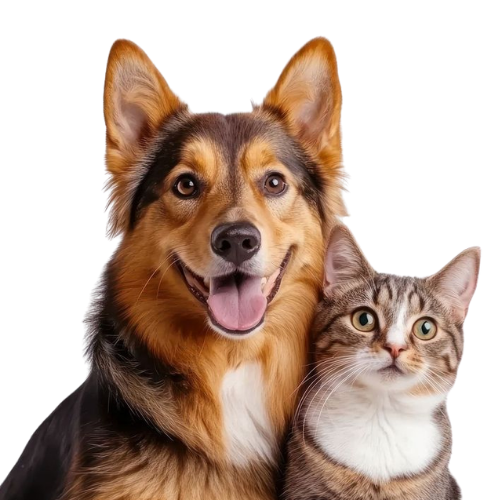 Cachorro e gato felizes lado a lado