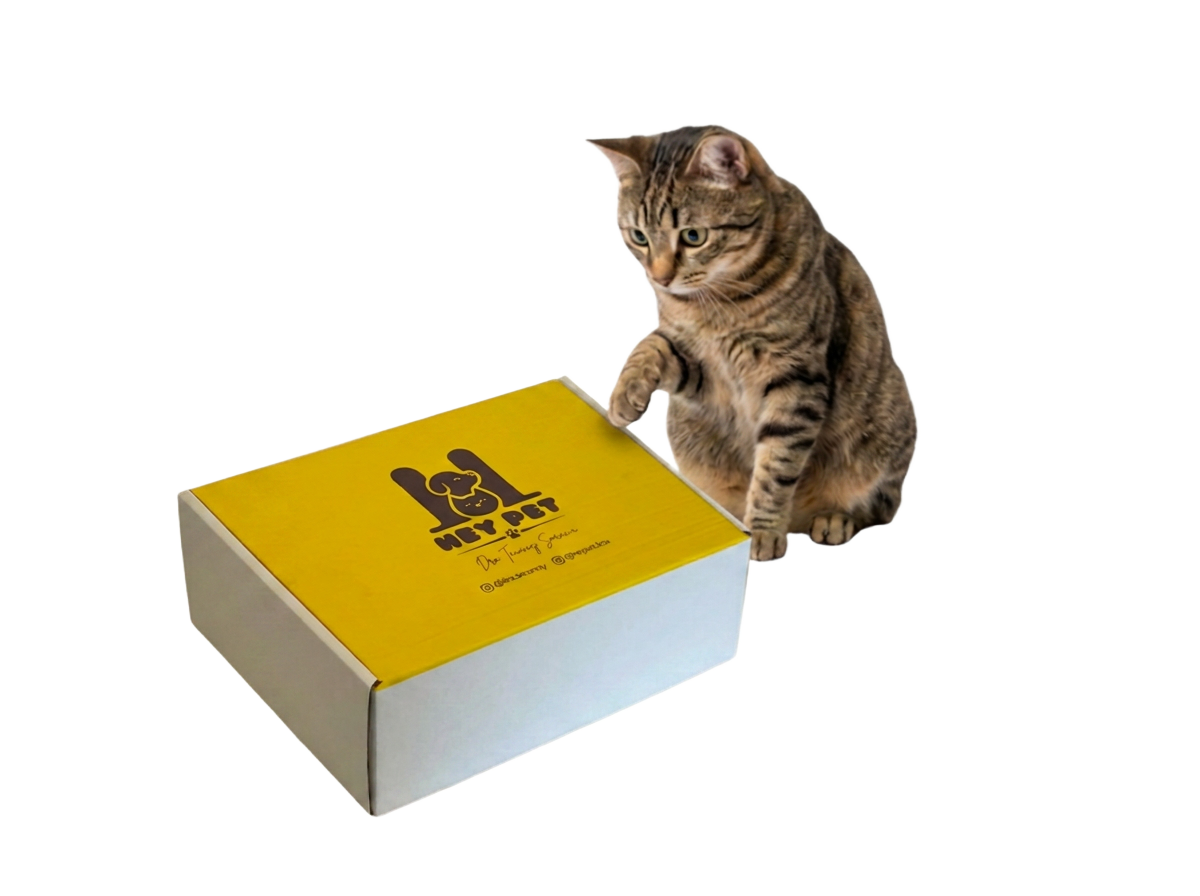 Gato curioso ao lado da Hey Pet Box