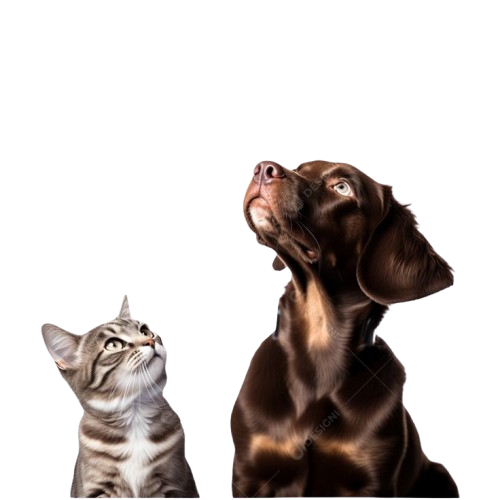Cachorro e gato felizes