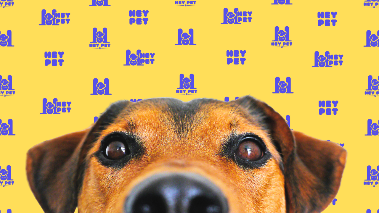 Pet curioso olhando para a câmera
